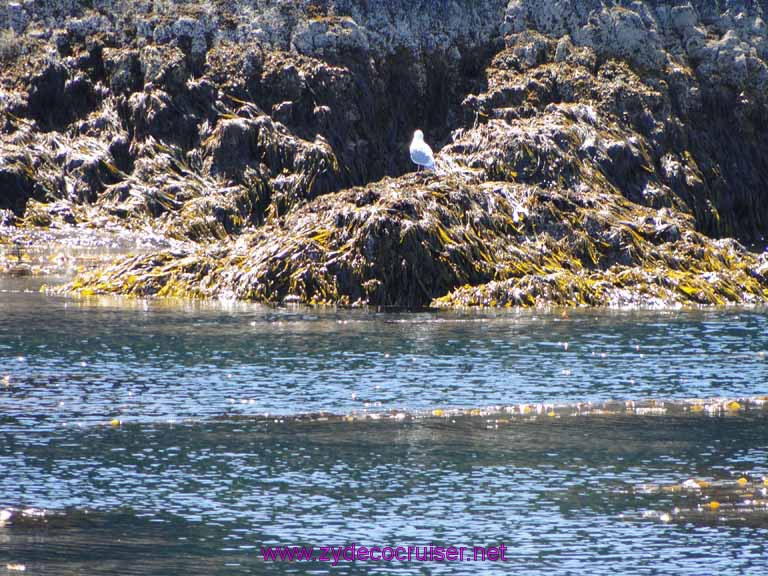 197: Sitka - Captain's Choice Wildlife Quest and Beach Exploration