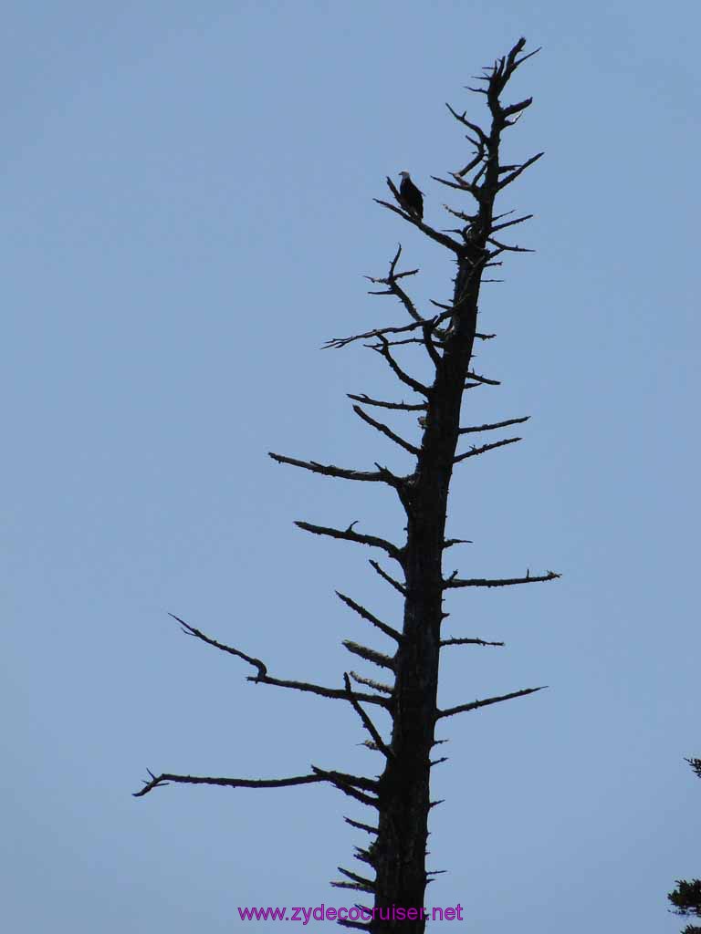 202: Sitka - Captain's Choice Wildlife Quest and Beach Exploration - Bald Eagle in tree