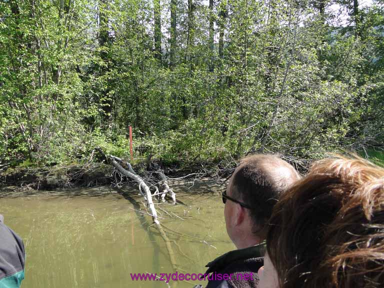 062: Carnival Spirit, Skagway, Alaska - Eagle Preserve Wildlife River Adventure 