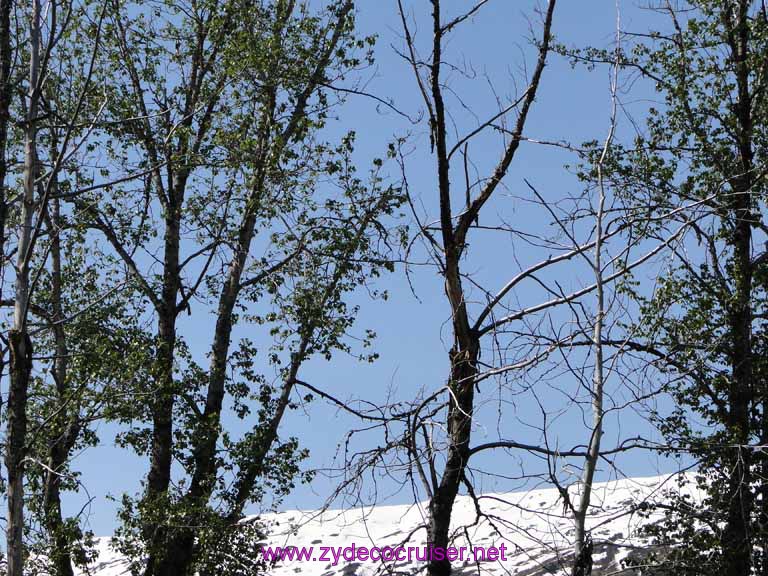 085: Carnival Spirit, Skagway, Alaska - Eagle Preserve Wildlife River Adventure 