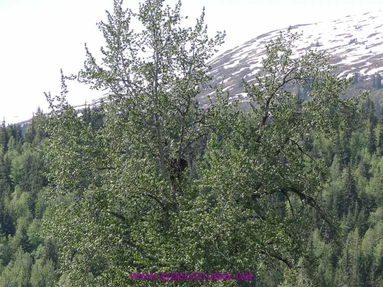 103: Carnival Spirit, Skagway, Alaska - Eagle Preserve Wildlife River Adventure - Eagle Nest