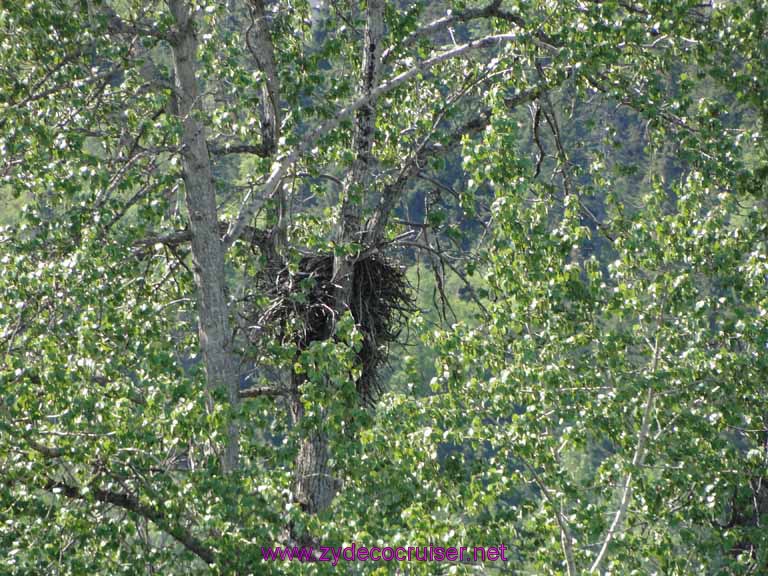 104: Carnival Spirit, Skagway, Alaska - Eagle Preserve Wildlife River Adventure - Bald Eagle Nest