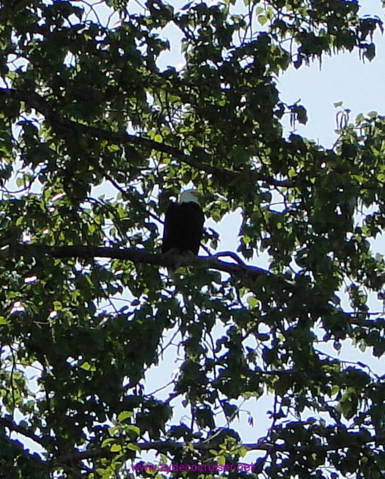 105: Carnival Spirit, Skagway, Alaska - Eagle Preserve Wildlife River Adventure - Bald Eagle