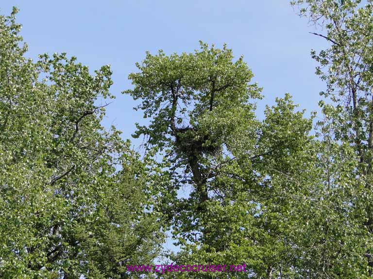 110: Carnival Spirit, Skagway, Alaska - Eagle Preserve Wildlife River Adventure - Bald Eagle Nest