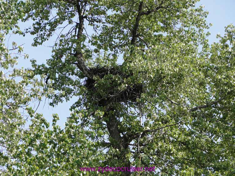 111: Carnival Spirit, Skagway, Alaska - Eagle Preserve Wildlife River Adventure - Bald Eagle Nest