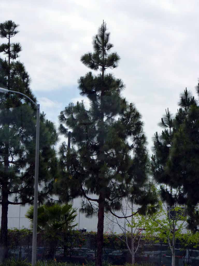 006: Carnival Spirit, San Diego/Ensenada - Pine tree