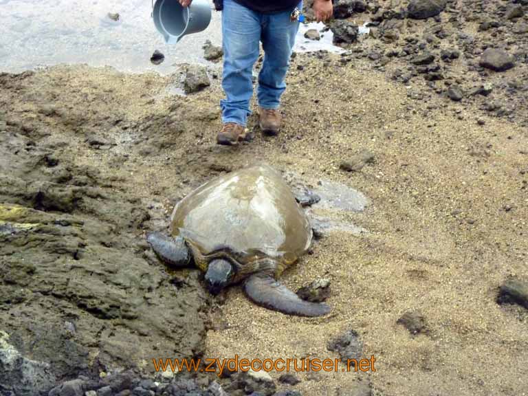 023: Carnival Spirit, Hilo, Hawaii, on the Volcanoes National Park and Rainbow Falls tour - a TURTLE!