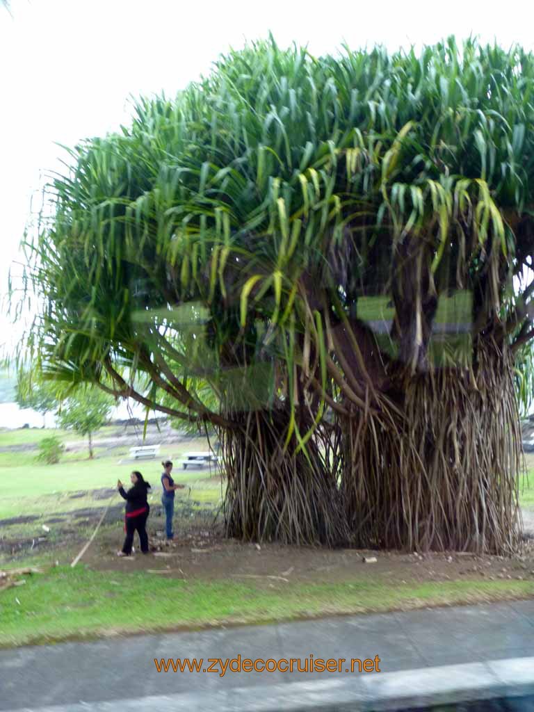 026: Carnival Spirit, Hilo, Hawaii, on the Volcanoes National Park and Rainbow Falls tour