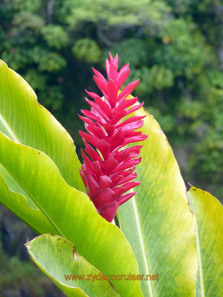 031: Carnival Spirit, Hilo, Hawaii, on the Volcanoes National Park and Rainbow Falls tour