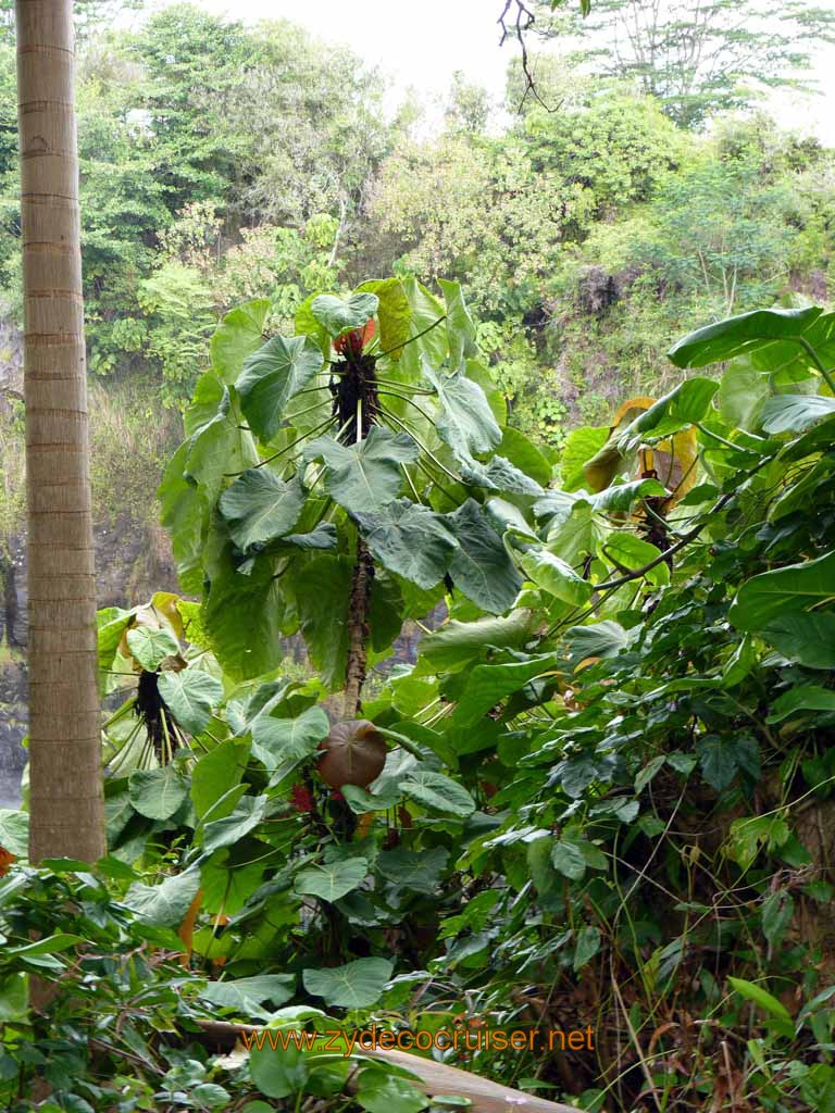 039: Carnival Spirit, Hilo, Hawaii, Rainbow Falls