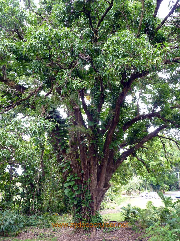 041: Carnival Spirit, Hilo, Hawaii, Rainbow Falls