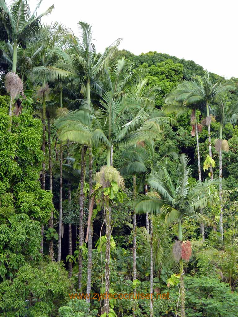 046: Carnival Spirit, Hilo, Hawaii, Rainbow Falls area