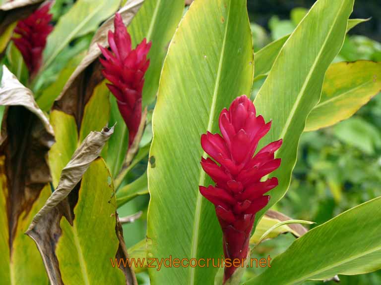 048: Carnival Spirit, Hilo, Hawaii, Rainbow Falls area