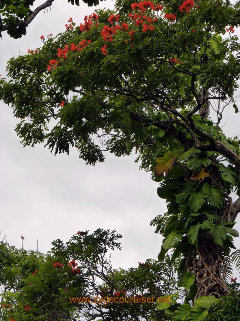 049: Carnival Spirit, Hilo, Hawaii, Rainbow Falls area