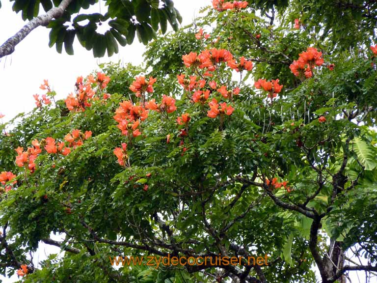 050: Carnival Spirit, Hilo, Hawaii, Rainbow Falls area