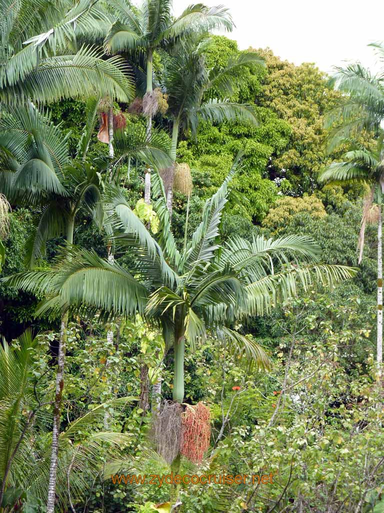 054: Carnival Spirit, Hilo, Hawaii, Rainbow Falls