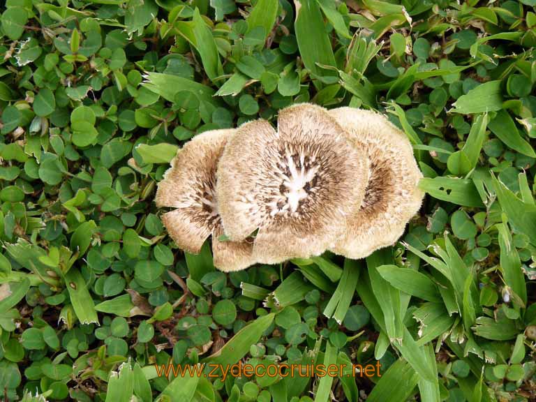 065: Carnival Spirit, Hilo, Hawaii, Mauna Loa Factory and Store, Wild Mushrooms