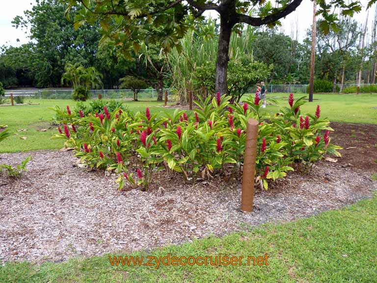 068: Carnival Spirit, Hilo, Hawaii, Mauna Loa Factory and Store, Nature Walk