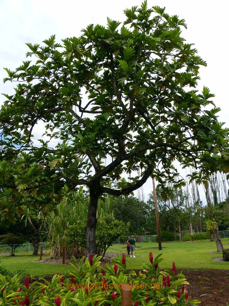 070: Carnival Spirit, Hilo, Hawaii, Mauna Loa Factory and Store, Nature Walk