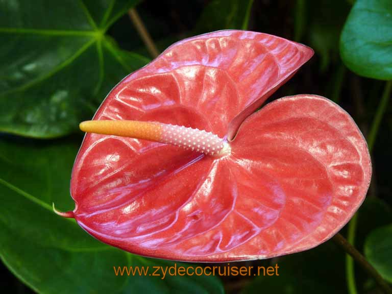 076: Carnival Spirit, Hilo, Hawaii, Hawaii, Akatsuka Orchid Gardens, Anthurium