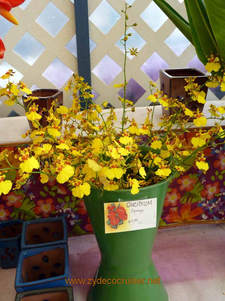 086: Carnival Spirit, Hilo, Hawaii, Hawaii, Akatsuka Orchid Gardens, Oncidium Sprays