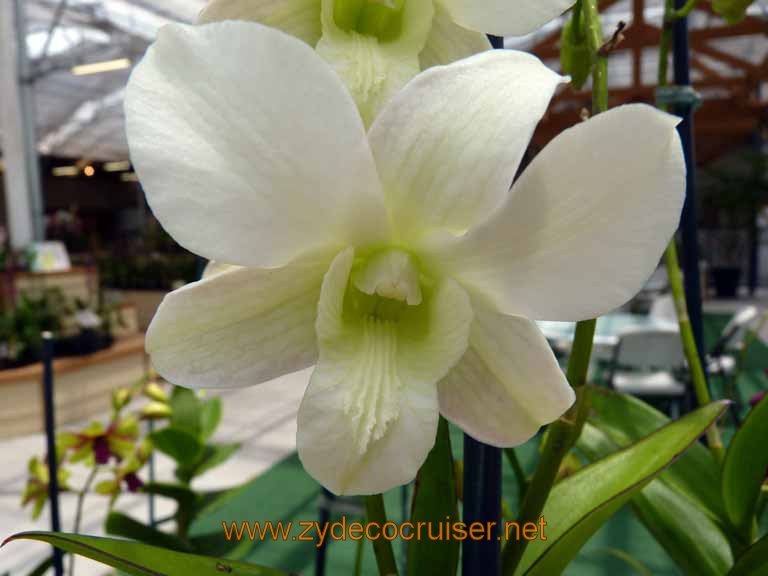 115: Carnival Spirit, Hilo, Hawaii, Hawaii, Akatsuka Orchid Gardens