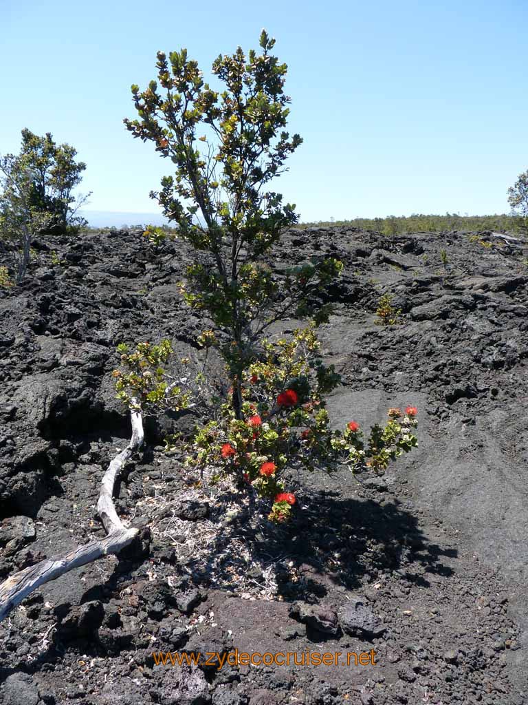 188: Carnival Spirit, Hilo, Hawaii, Hawaii (Hawai'i) Volcanoes National Park