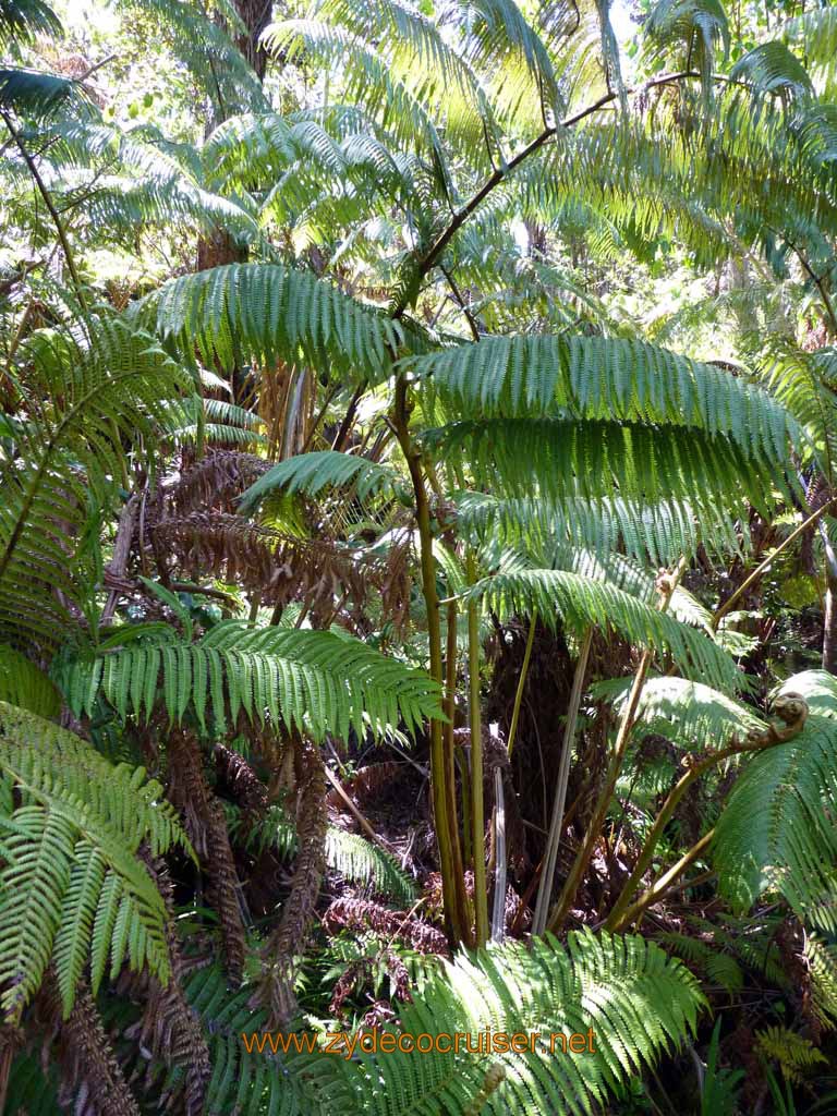 217: Carnival Spirit, Hilo, Hawaii, Hawaii (Hawai'i) Volcanoes National Park, Thurston Lava Tube