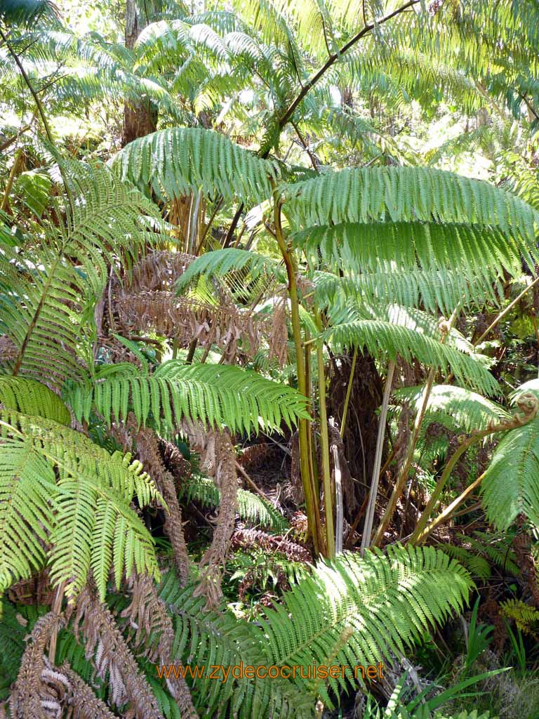 218: Carnival Spirit, Hilo, Hawaii, Hawaii (Hawai'i) Volcanoes National Park, Thurston Lava Tube