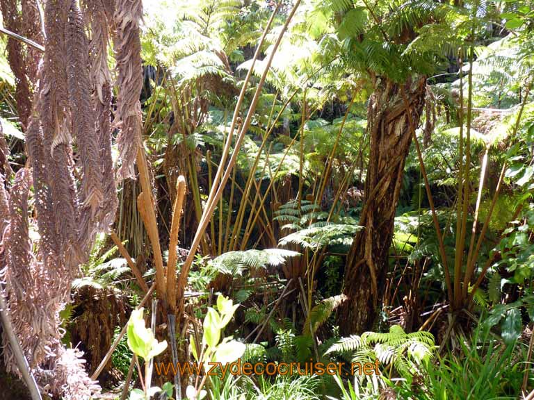 220: Carnival Spirit, Hilo, Hawaii, Hawaii (Hawai'i) Volcanoes National Park, Thurston Lava Tube