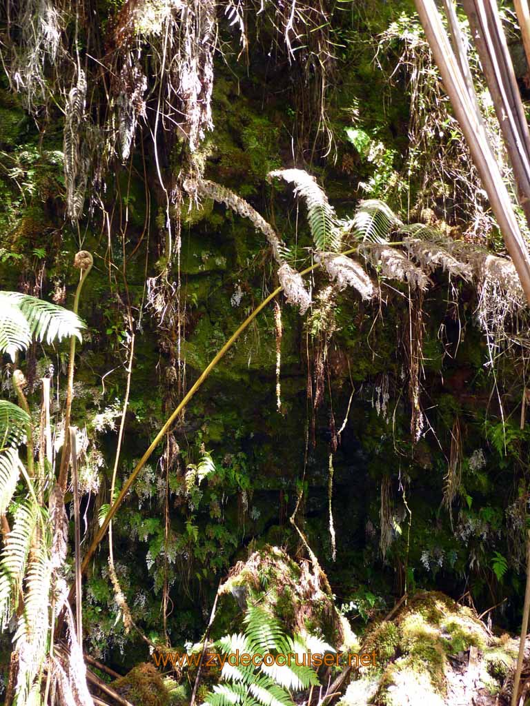 226: Carnival Spirit, Hilo, Hawaii, Hawaii (Hawai'i) Volcanoes National Park, Thurston Lava Tube