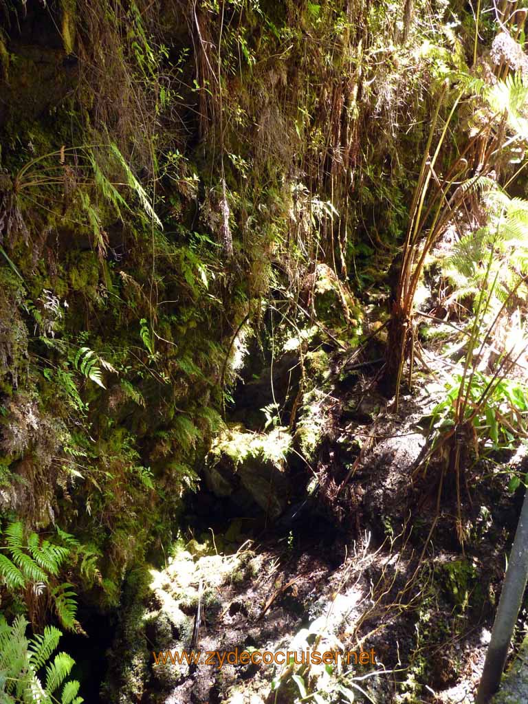 228: Carnival Spirit, Hilo, Hawaii, Hawaii (Hawai'i) Volcanoes National Park, Thurston Lava Tube