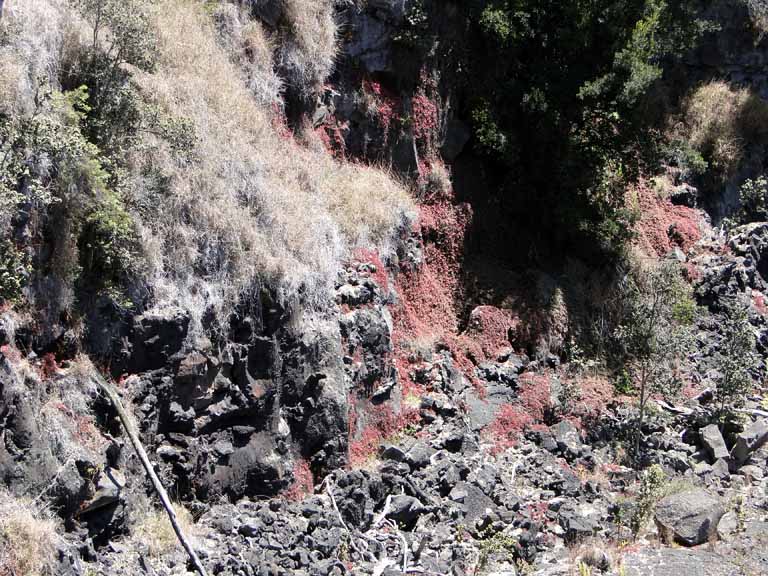 276: Carnival Spirit, Hilo, Hawaii, Volcanoes National Park, 