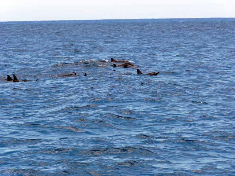 062: Honolulu, Hawaii, Snorkel, Ko Olina Ocean Adventures, 