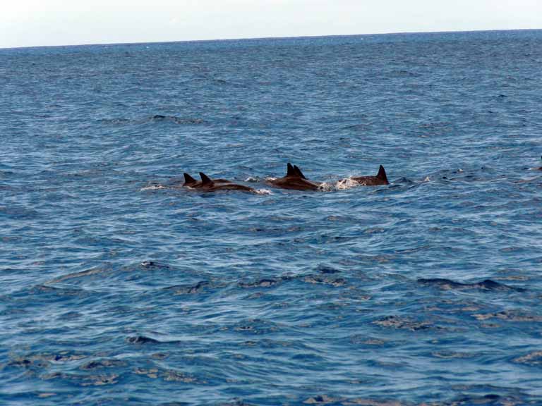 063: Honolulu, Hawaii, Snorkel, Ko Olina Ocean Adventures, 