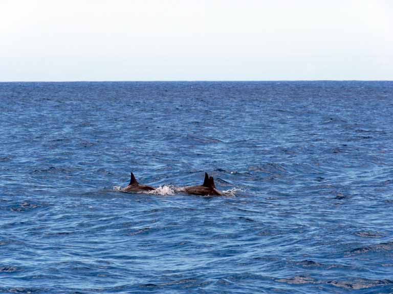 066: Honolulu, Hawaii, Snorkel, Ko Olina Ocean Adventures, 