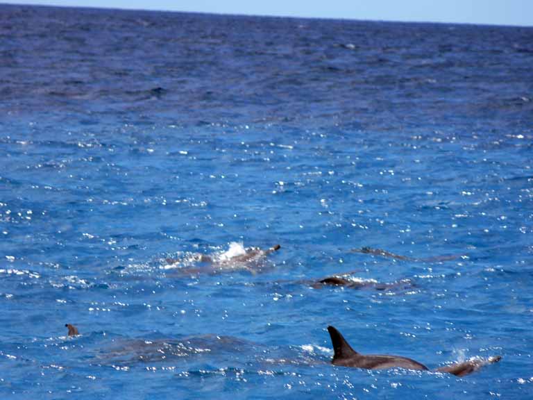 074: Honolulu, Hawaii, Snorkel, Ko Olina Ocean Adventures, 