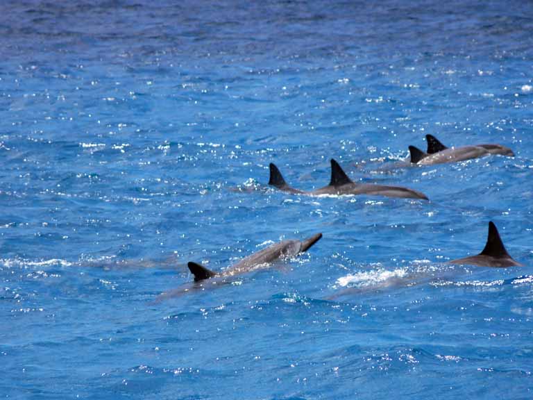 076: Honolulu, Hawaii, Snorkel, Ko Olina Ocean Adventures, 