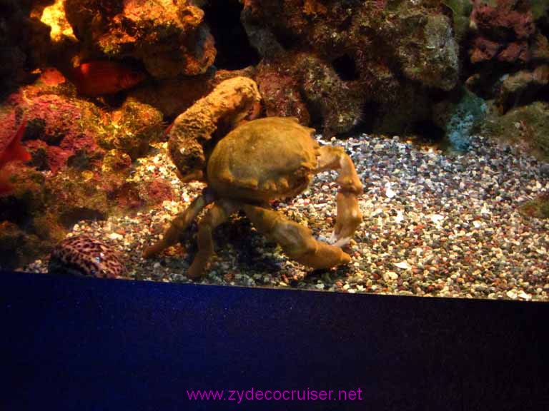 417: Carnival Spirit, Kahului, Maui, Maui Ocean Center, Sponge Crab