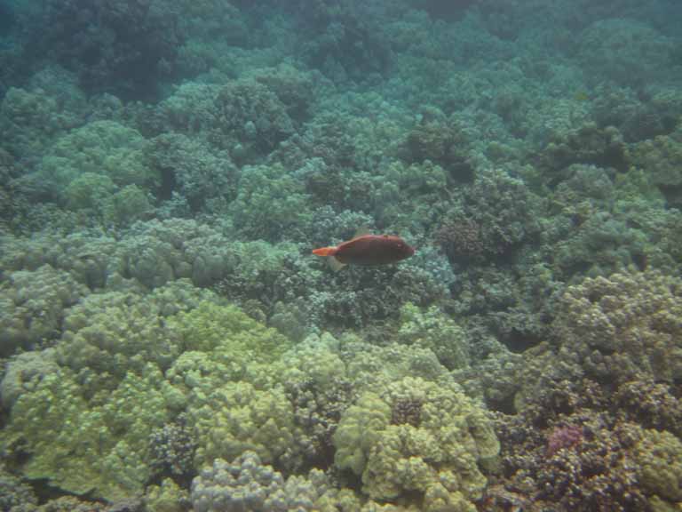 259: Carnival Spirit, Kailua-Kona, Captain Zodiac