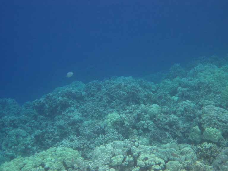 298: Carnival Spirit, Kailua-Kona, Captain Zodiac