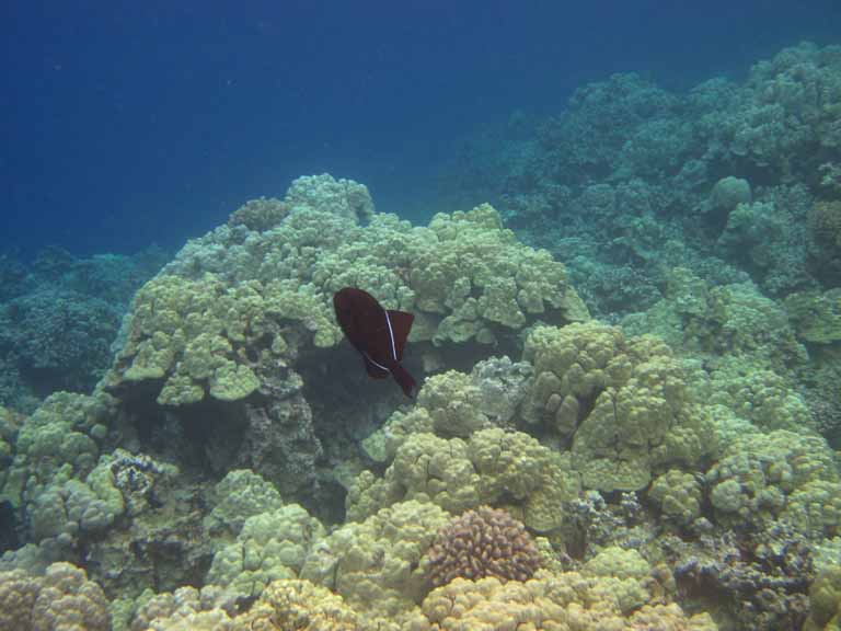 325: Carnival Spirit, Kailua-Kona, Captain Zodiac