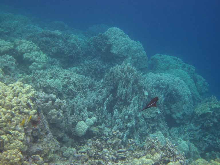 327: Carnival Spirit, Kailua-Kona, Captain Zodiac