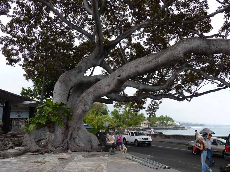 084: Carnival Spirit Cruise, Kailua-Kona, 