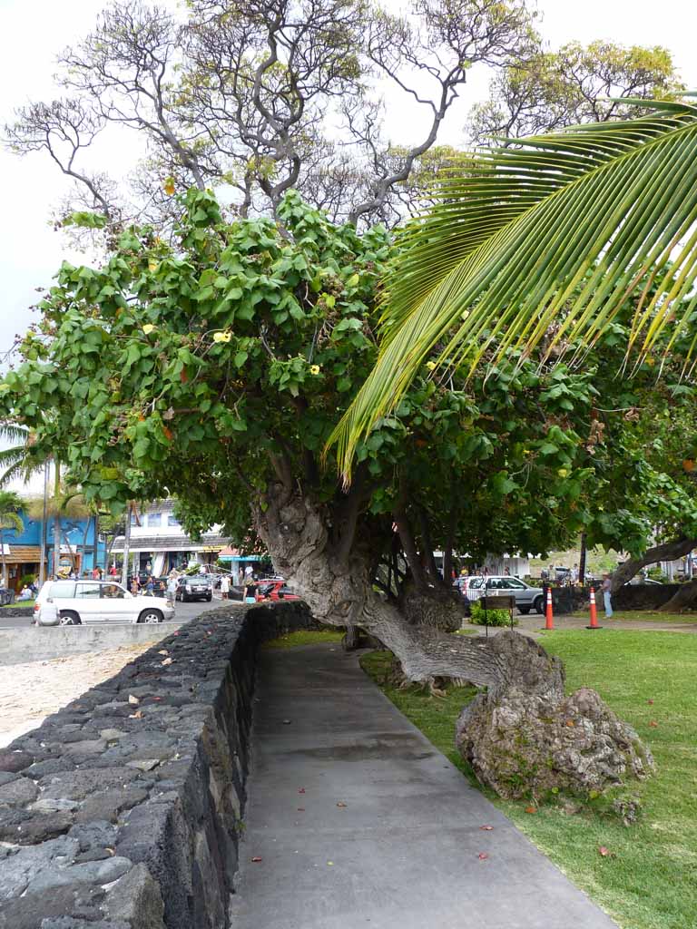 133: Carnival Spirit, Kailua-Kona, 