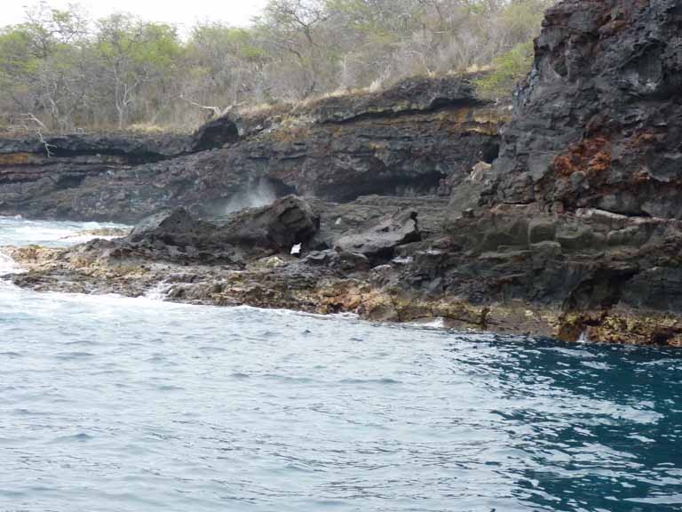 399: Carnival Spirit, Kailua-Kona, Captain Zodiac