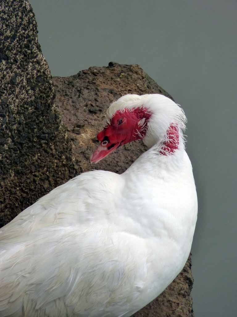 043: Carnival Spirit, Nawiliwili, Kauai, Hawaii, Strange red head bird