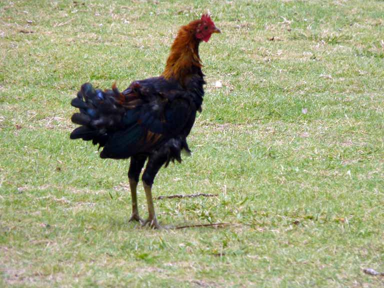 050: Carnival Spirit, Nawiliwili, Kauai, Hawaii, wild rooster