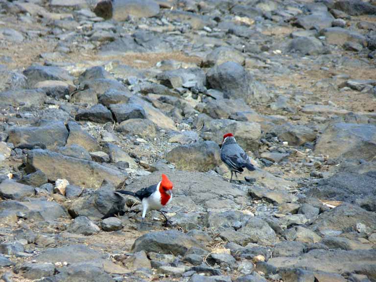 061: Carnival Spirit, Nawiliwili, Kauai, Hawaii, Red-crested Cardinal - a transplant from Brazil