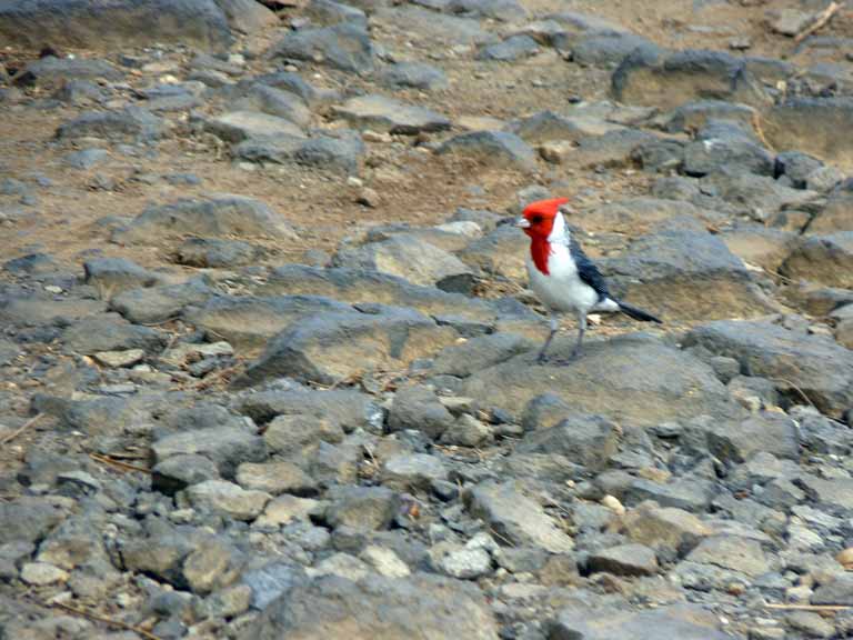 062: Carnival Spirit, Nawiliwili, Kauai, Hawaii, Red-crested Cardinal - a transplant from Brazil